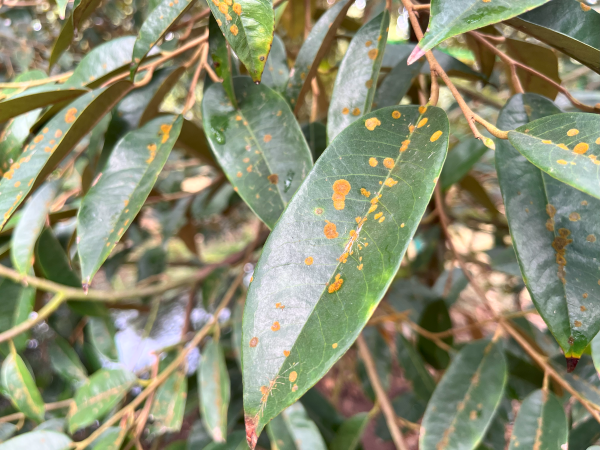 Đốm rong xuất hiện trên lá gây hạn chế quá trình quang hợp