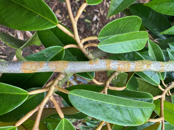 Đốm rong xuất hiện trên cành