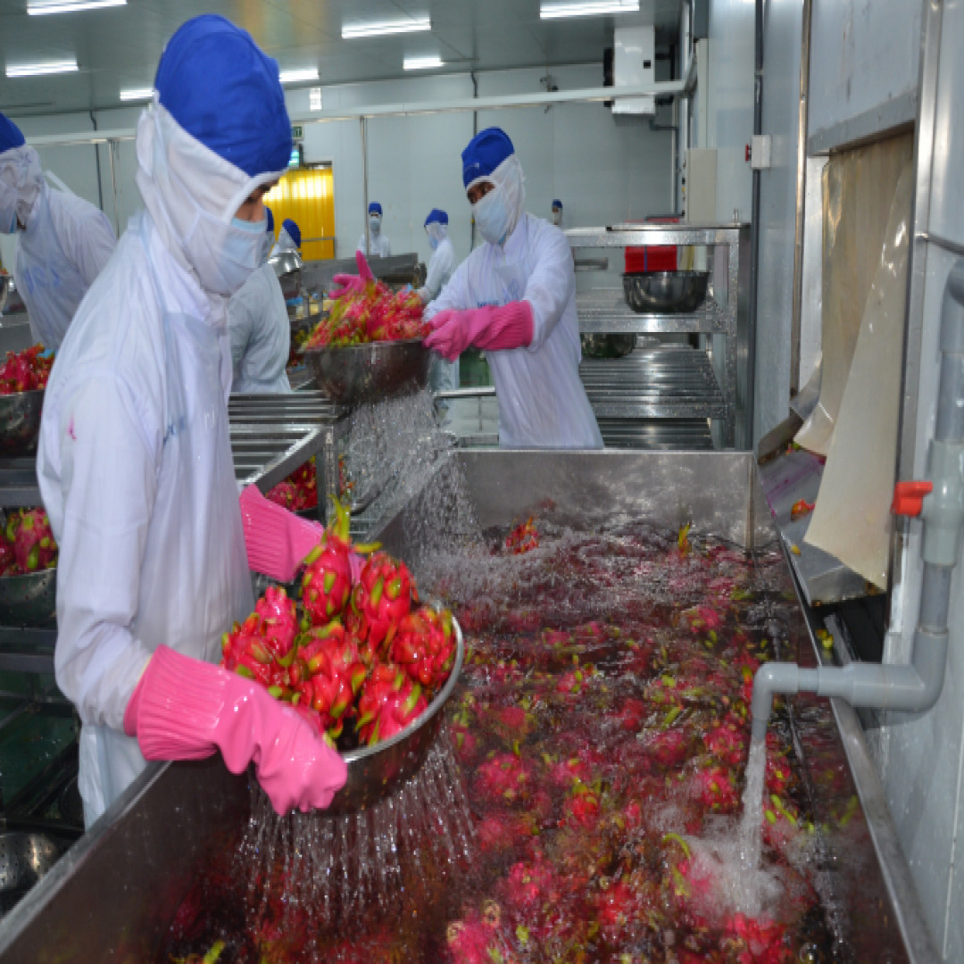 Giải pháp nào để trái thanh long bớt phụ thuộc vào thị trường Trung Quốc?