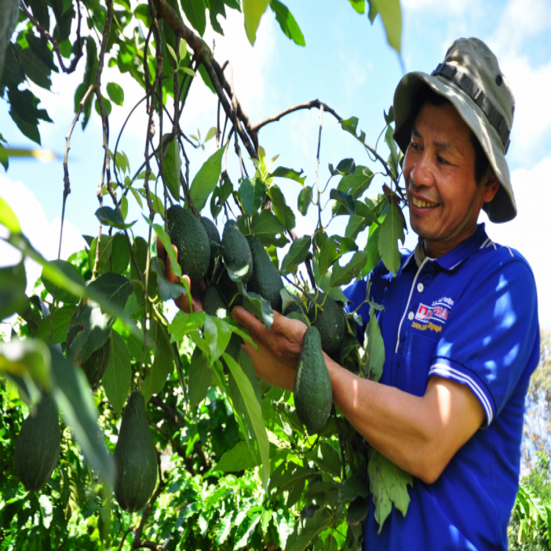 Bỏ tư duy 'thân ai nấy lo, mạnh ai nấy sống' trong nông nghiệp