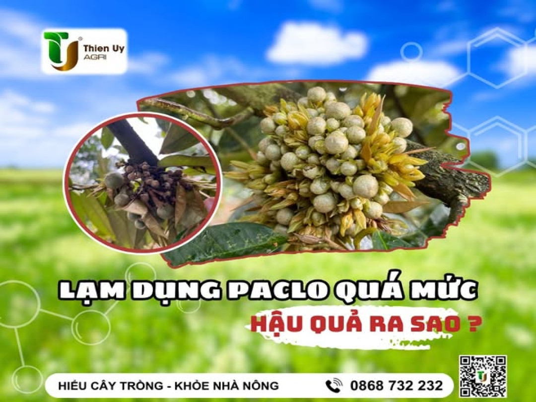 LẠM DỤNG PACLO QUÁ MỨC HẬU QUẢ RA SAO?