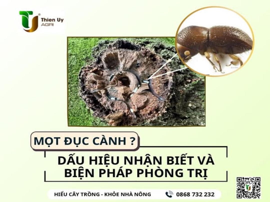 MỌT ĐỤC CÀNH ? DẤU HIỆU NHẬN BIẾT VÀ BIỆN PHÁP PHÒNG TRỊ