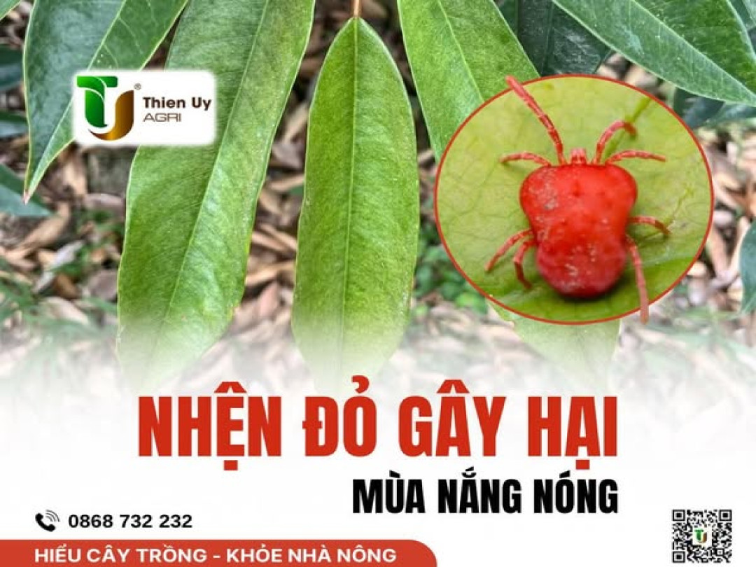 NHỆN ĐỎ GÂY HẠI MÙA NẮNG NÓNG
