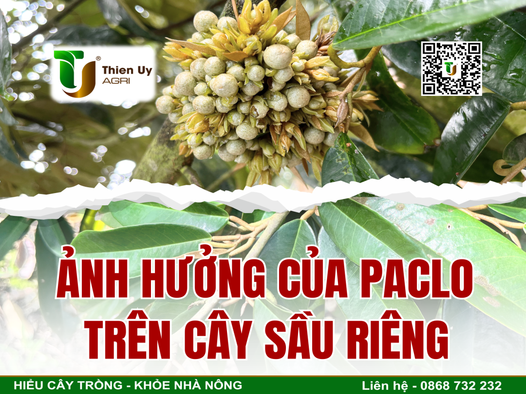 ẢNH HƯỞNG CỦA PACLOBUTRAZOLE TRÊN CÂY SẦU RIÊNG