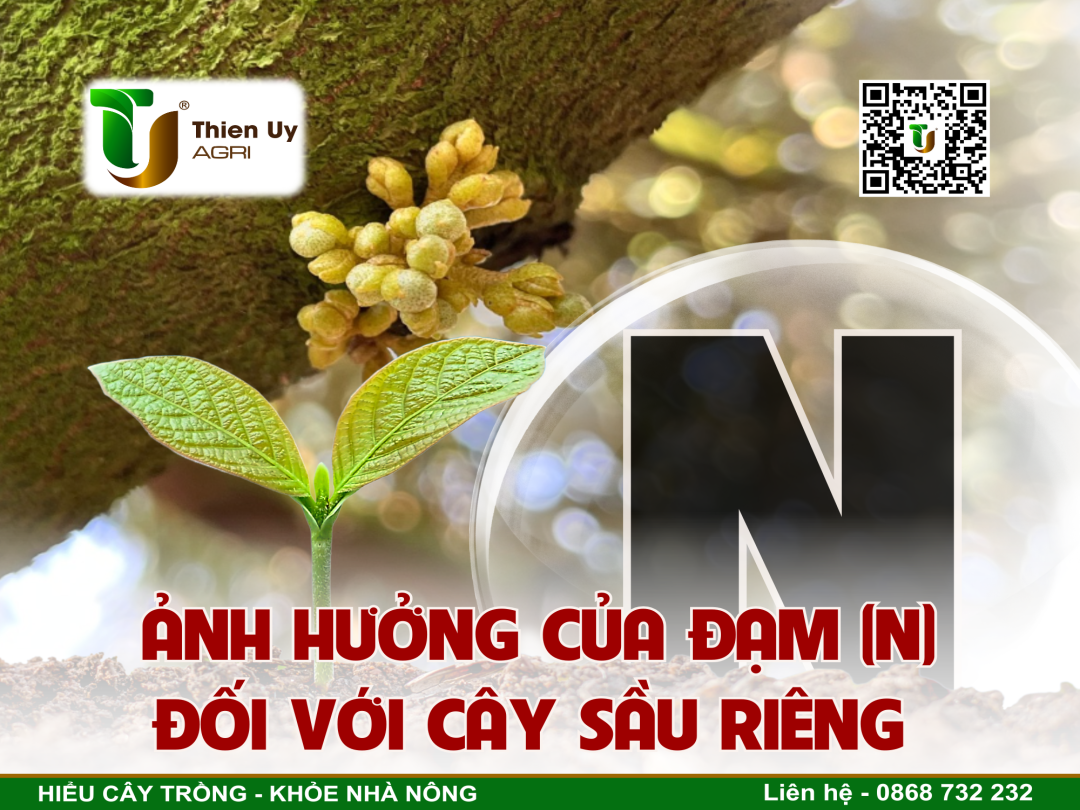 ẢNH HƯỞNG CỦA ĐẠM (N) ĐỐI VỚI CÂY SẦU RIÊNG