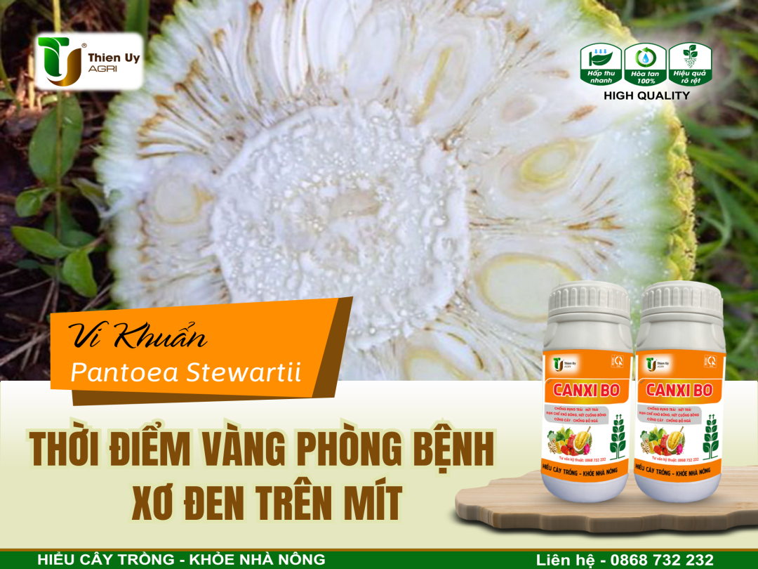 THỜI ĐIỂM VÀNG PHÒNG BỆNH XƠ ĐEN TRÊN MÍT