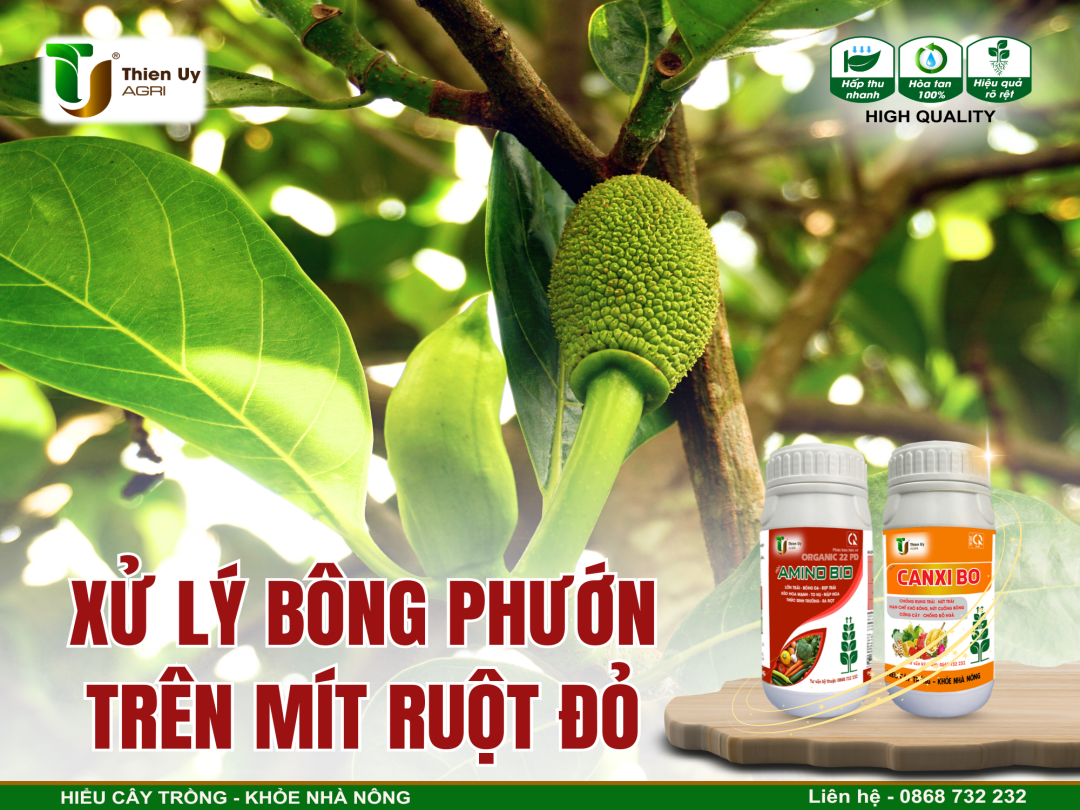 XỬ LÝ BÔNG PHƯỚN TRÊN MÍT RUỘT ĐỎ