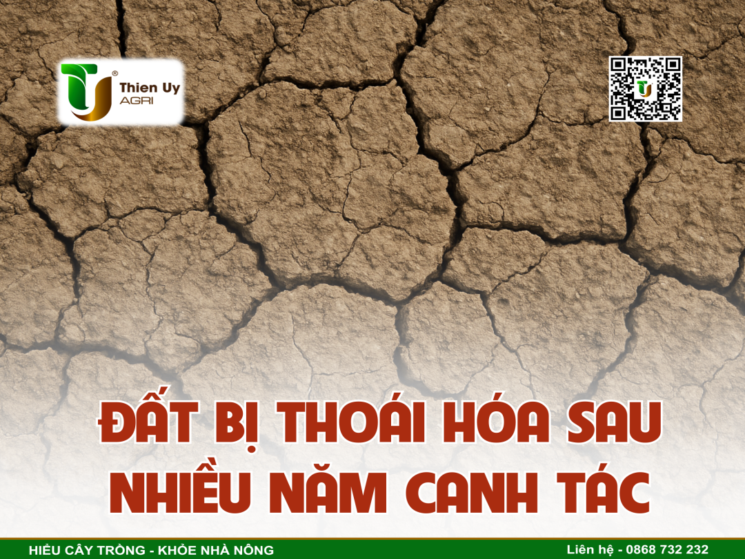 ĐẤT BỊ THOÁI HÓA SAU NHIỀU NĂM CANH TÁC