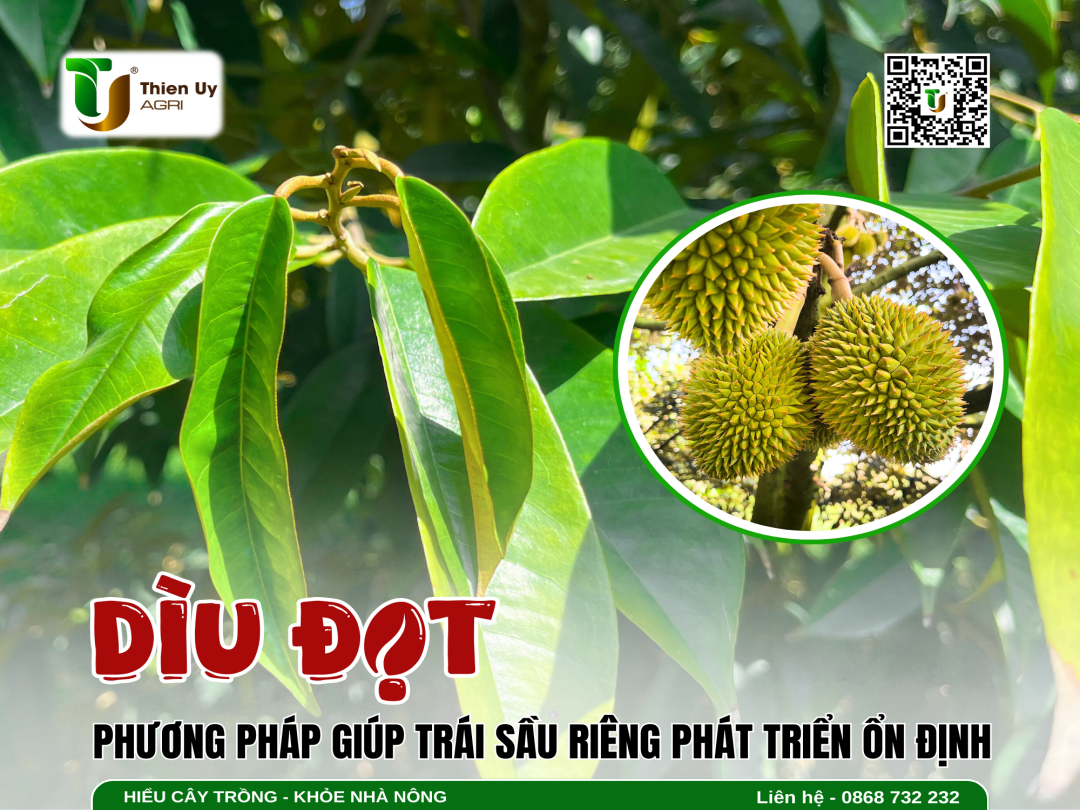 DÌU ĐỌT - PHƯƠNG PHÁP GIÚP TRÁI SẦU RIÊNG PHÁT TRIỂN ỔN ĐỊNH