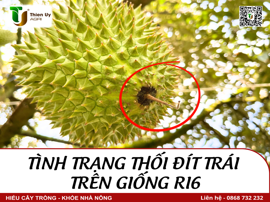 TÌNH TRẠNG THỐI ĐÍT TRÁI TRÊN GIỐNG RI6