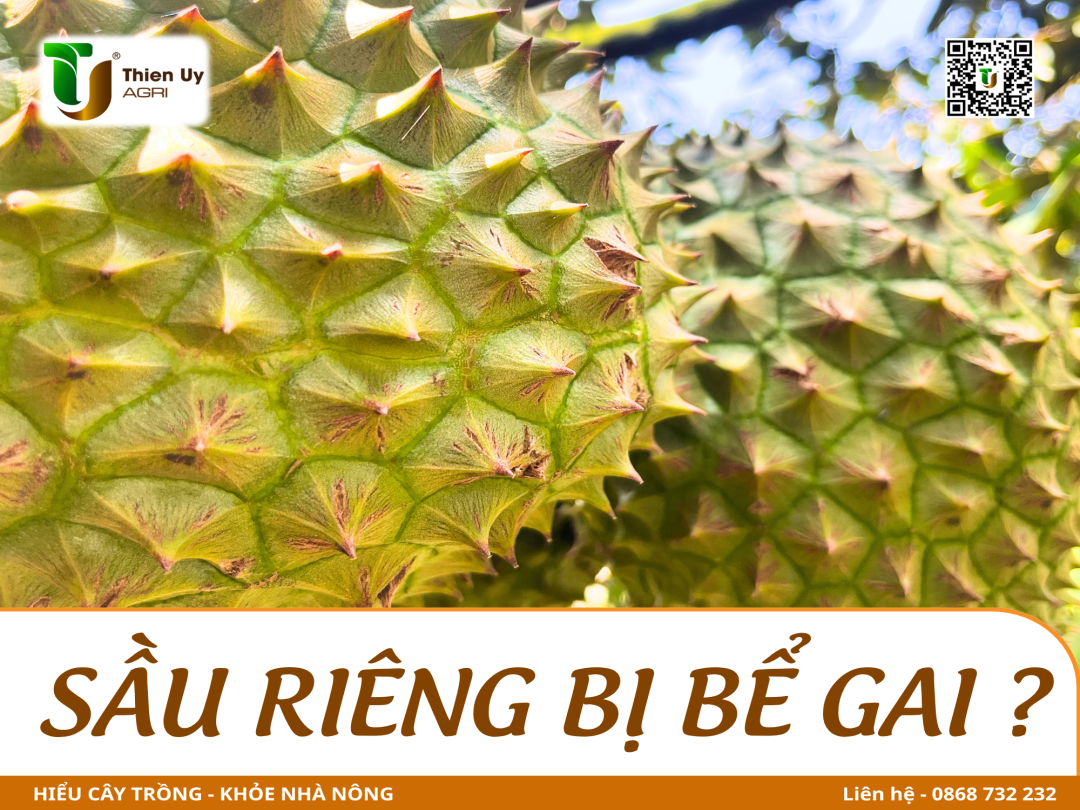 SẦU RIÊNG BỊ BỂ GAI ?