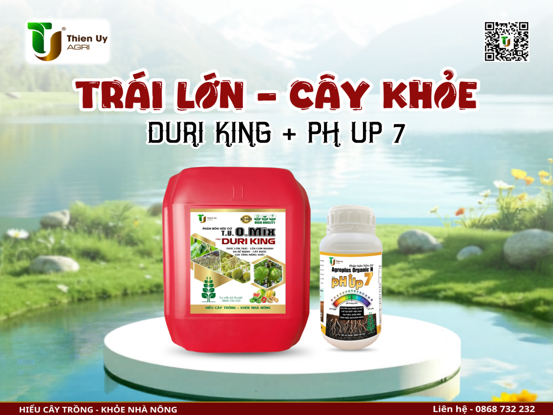 TRÁI LỚN - CÂY KHỎE