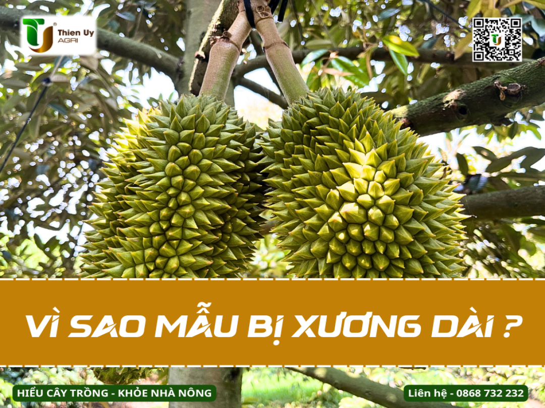 VÌ SAO TRÁI SẦU RIÊNG BỊ XƯƠNG DÀI ?