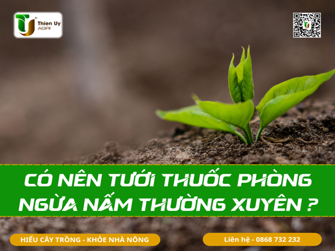 CÓ NÊN TƯỚI THUỐC PHÒNG NGỪA NẤM THƯỜNG XUYÊN ?