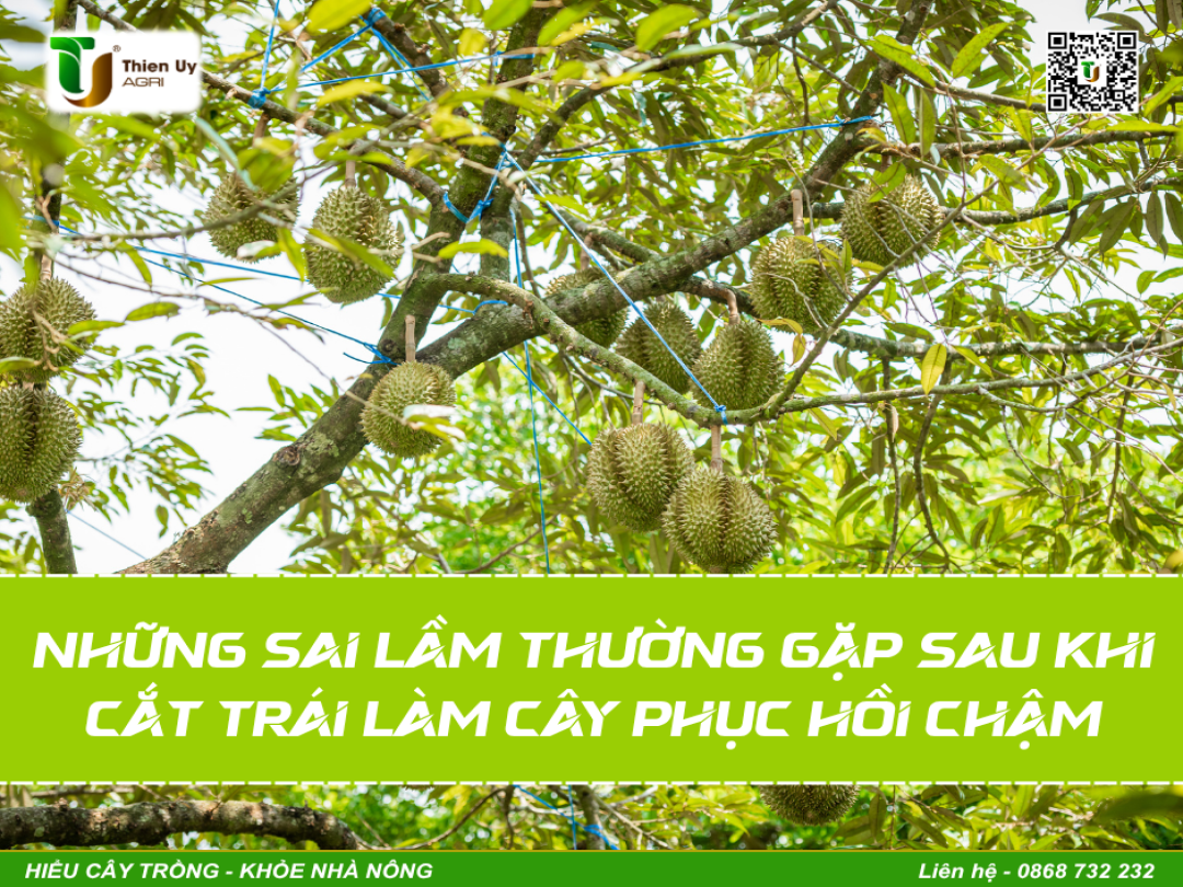 NHỮNG SAI LẦM THƯỜNG GẶP SAU KHI CẮT TRÁI LÀM CÂY PHỤC HỒI CHẬM
