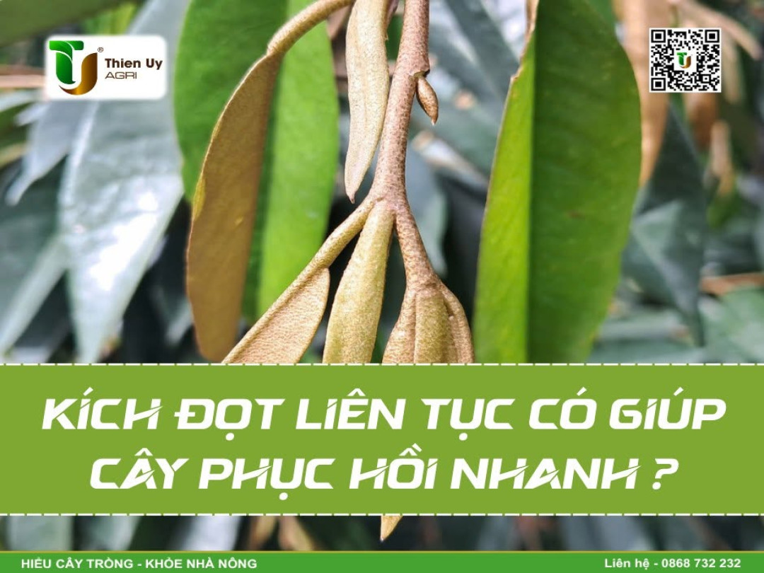 KÍCH ĐỌT LIÊN TỤC CÓ GIÚP CÂY PHỤC HỒI NHANH ?