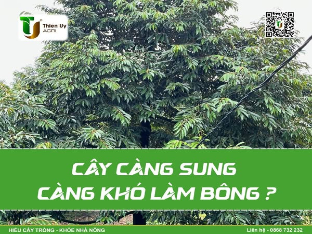 CÂY CÀNG SUNG CÀNG KHÓ LÀM BÔNG?