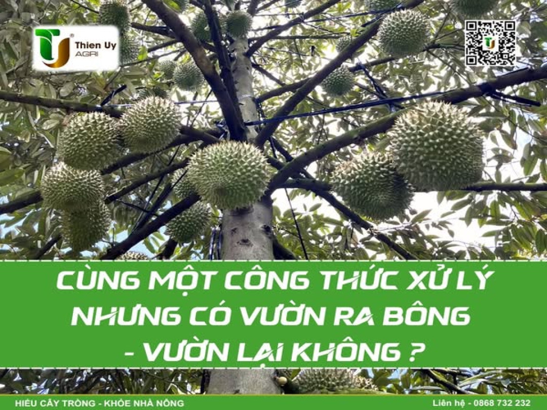 CÙNG MỘT CÔNG THỨC XỬ LÝ NHƯNG CÓ VƯỜN RA BÔNG - VƯỜN LẠI KHÔNG ?