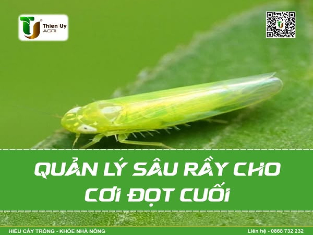 QUẢN LÝ SÂU RẦY CHO CƠI ĐỌT CUỐI