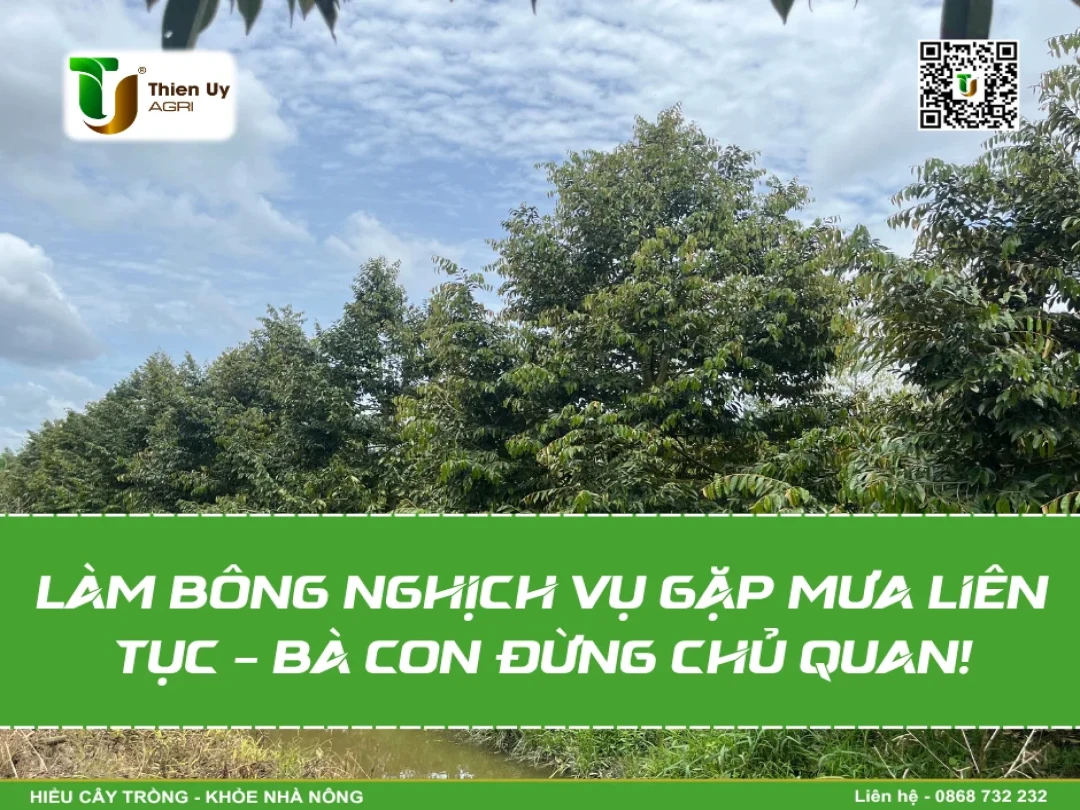 LÀM BÔNG NGHỊCH VỤ GẶP MƯA LIÊN TỤC – BÀ CON CẦN LƯU Ý GÌ?