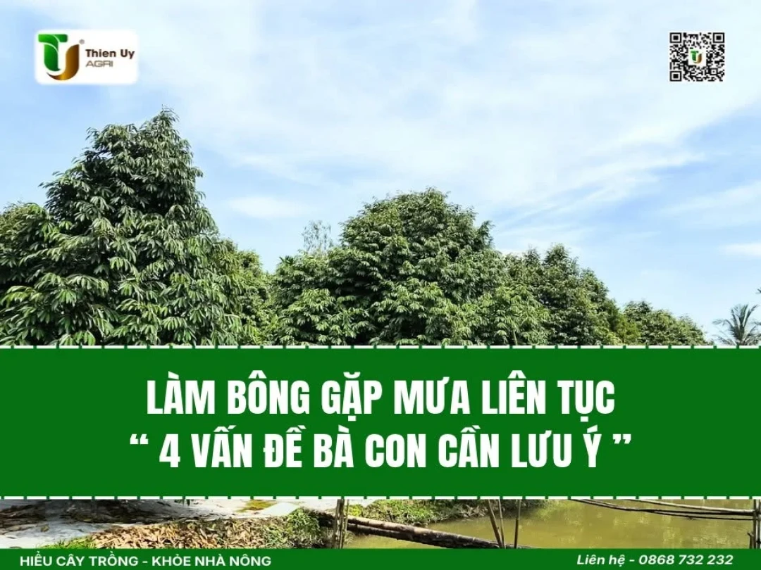 LÀM BÔNG GẶP MƯA LIÊN TỤC - "4 VẤN ĐỀ BÀ CON CẦN LƯU Ý"